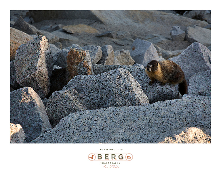 Yosemite National Park  (21)