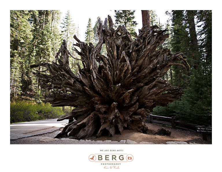 Yosemite National Park  (35)