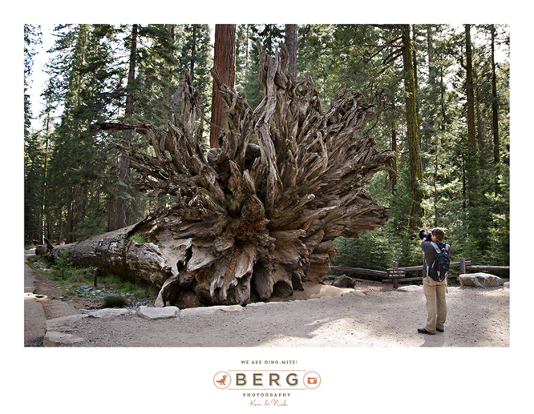 Yosemite National Park  (36)