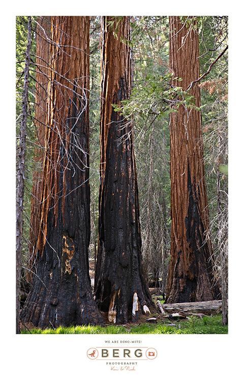 Yosemite National Park  (38)