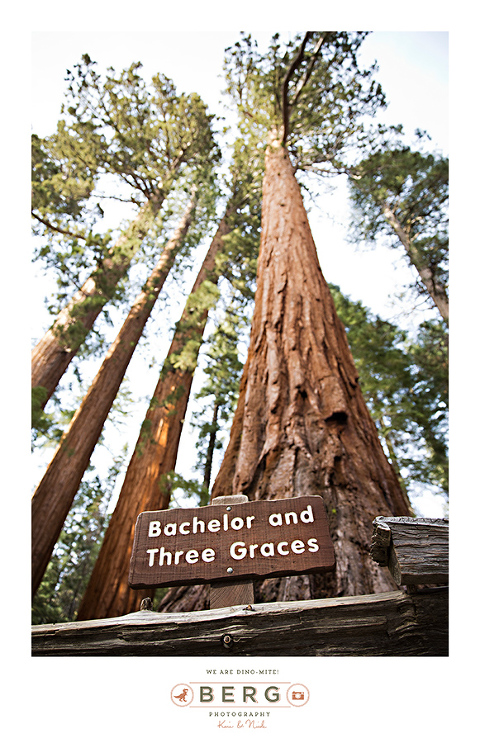 Yosemite National Park  (39)