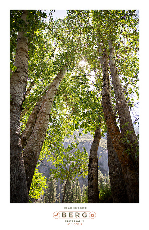 Yosemite National Park  (4)