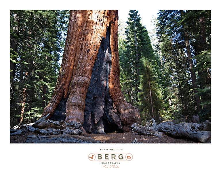 Yosemite National Park  (41)