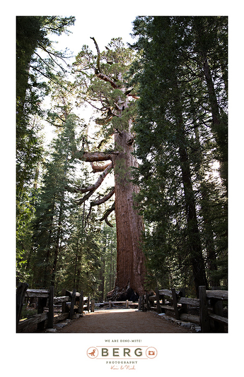 Yosemite National Park  (43)