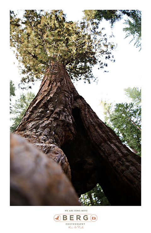 Yosemite National Park  (44)