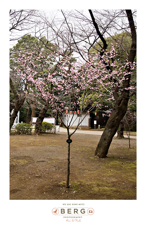 Japan Travel Photography (60)